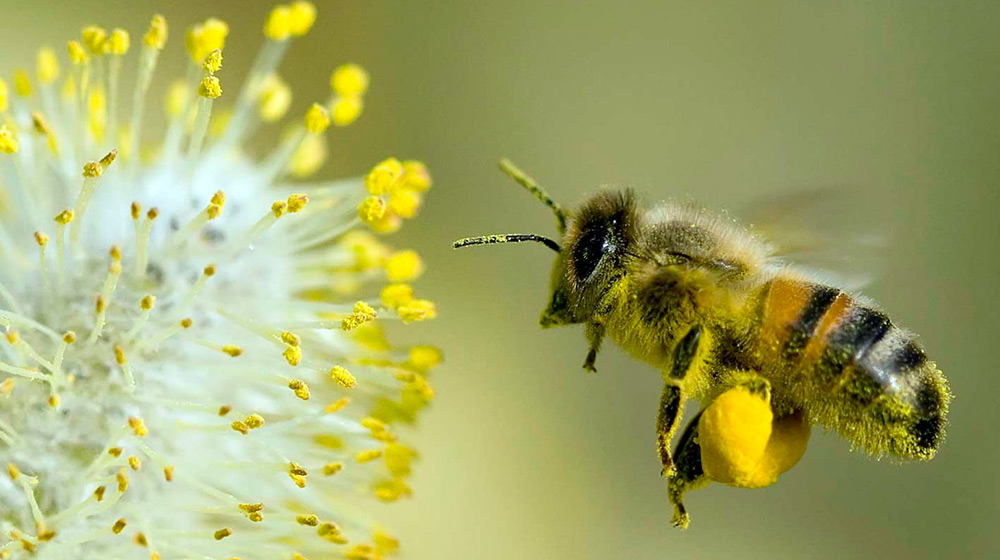 Flower pollen - beneficial properties