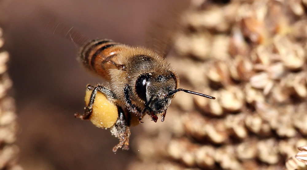 pollen