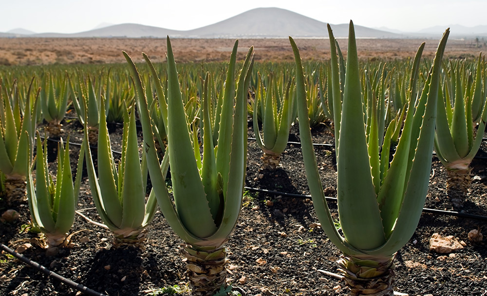 Aloe Vera on the plantation