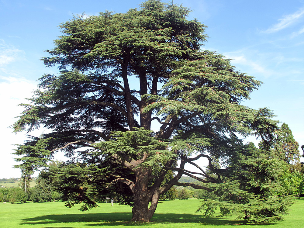 Atlas cedar