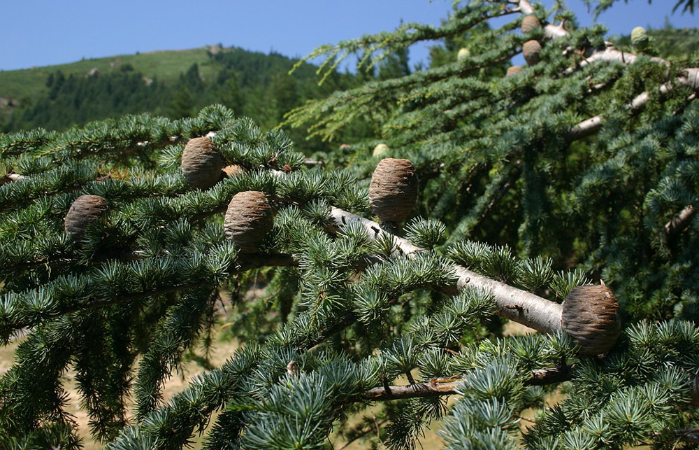 Atlas cedar