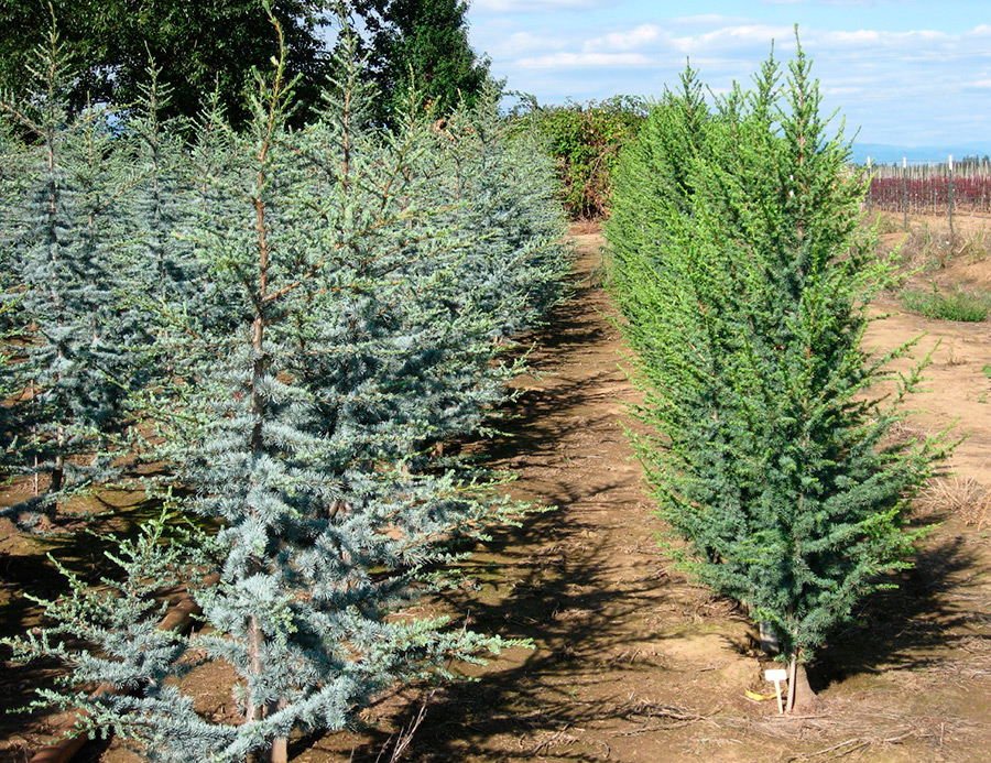 Atlas cedar