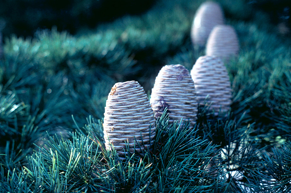 Atlas cedar