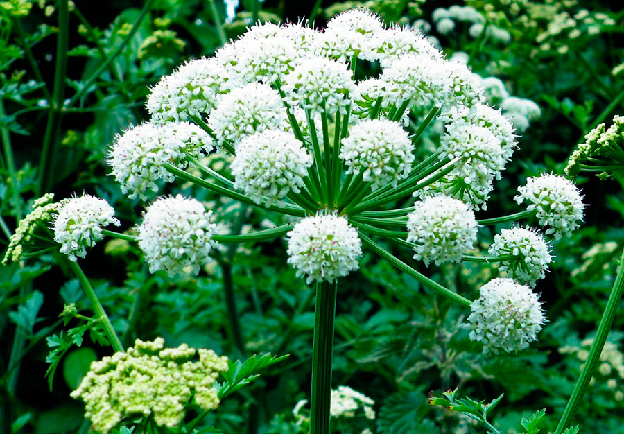 Angelica plant