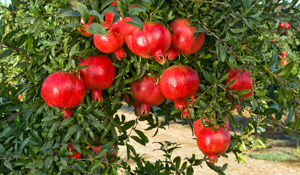 Grenade - plante fruitière