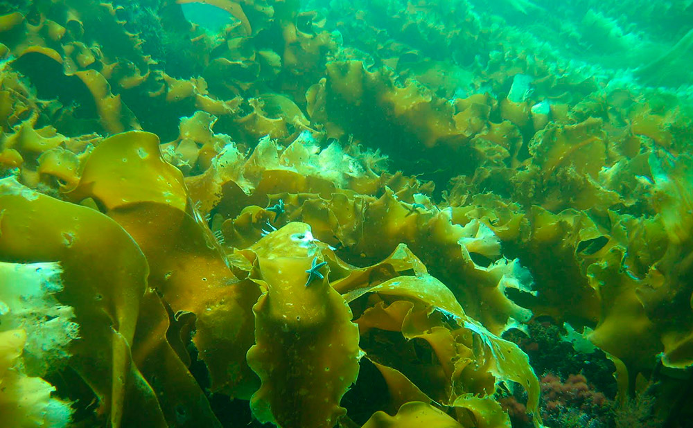 Seaweed source of beauty