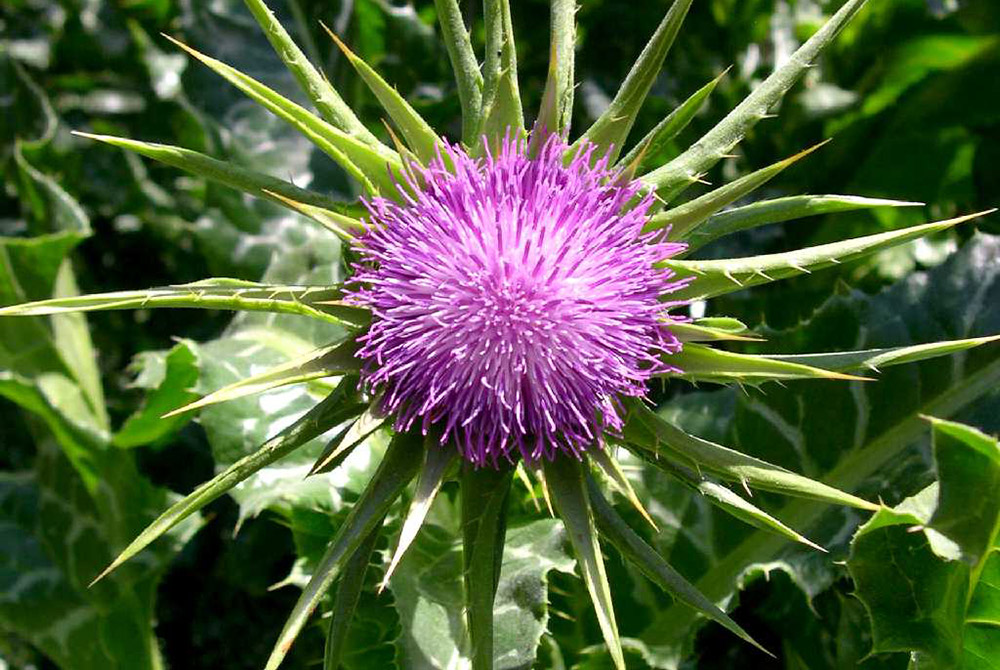 milk thistle oil in cosmetology