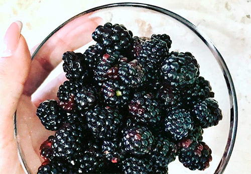 Why blackberries are useful for beauty and health