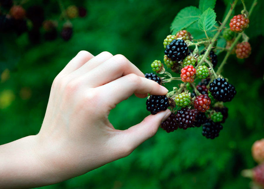 Blackberry health and beauty benefits