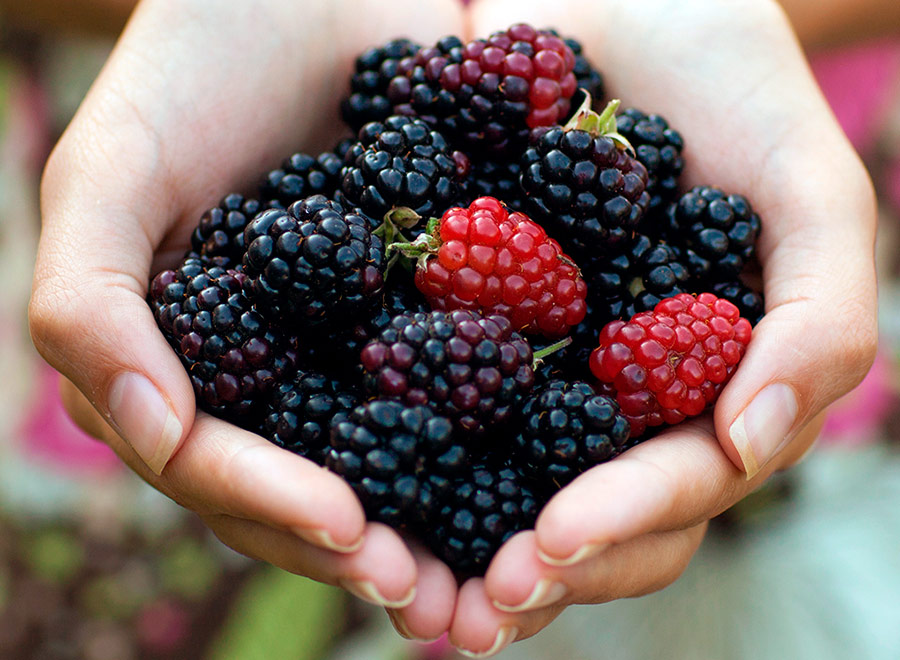 Blackberry health and beauty benefits