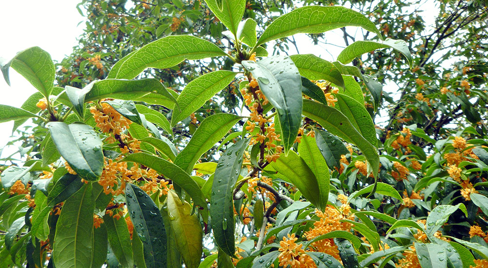 Osmanthus