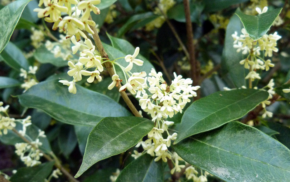 Osmanthus