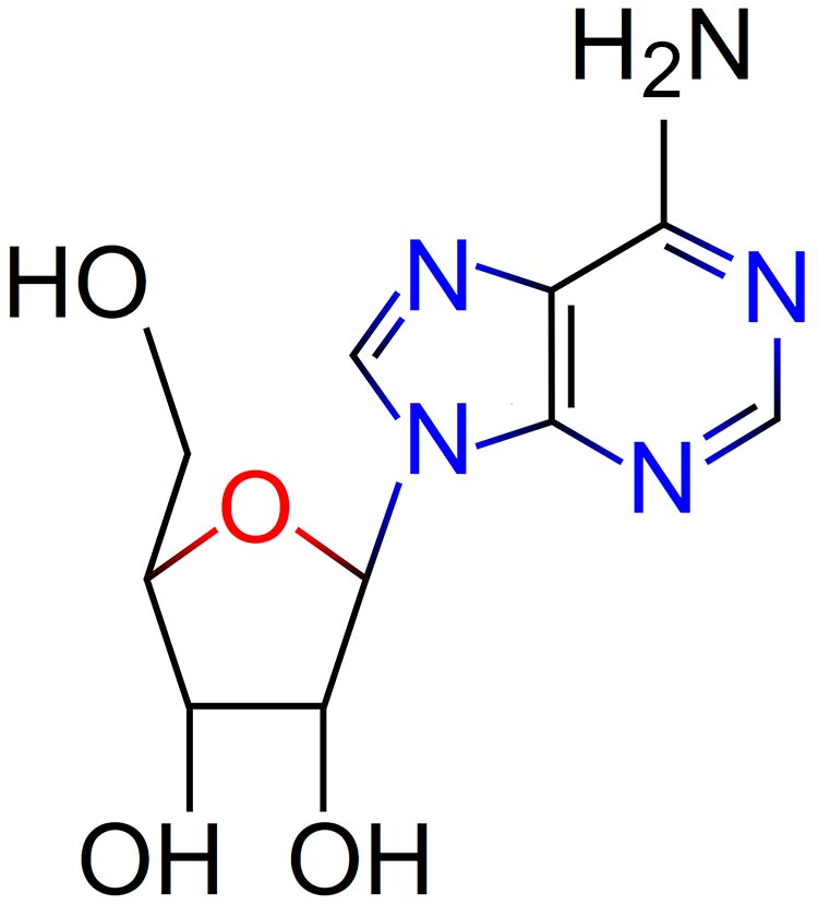 Adenosine for beauty